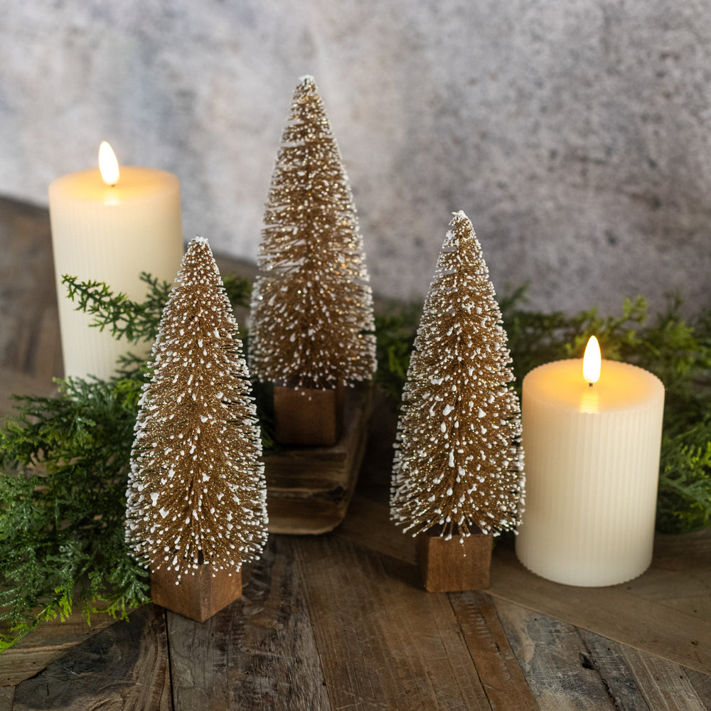 Gold Bottlebrush Trees - 2 Sizes
