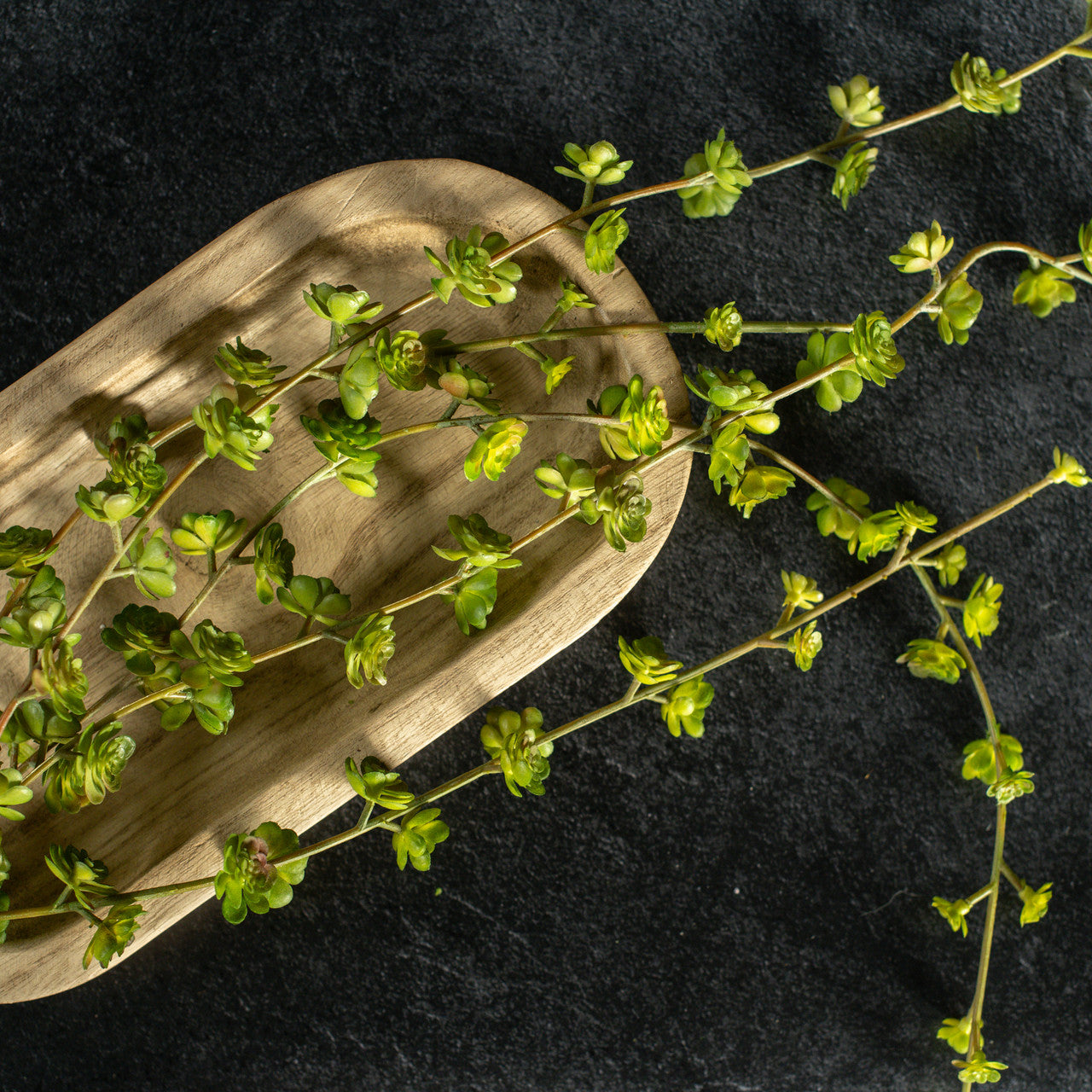 Trailing Succulent Vine
