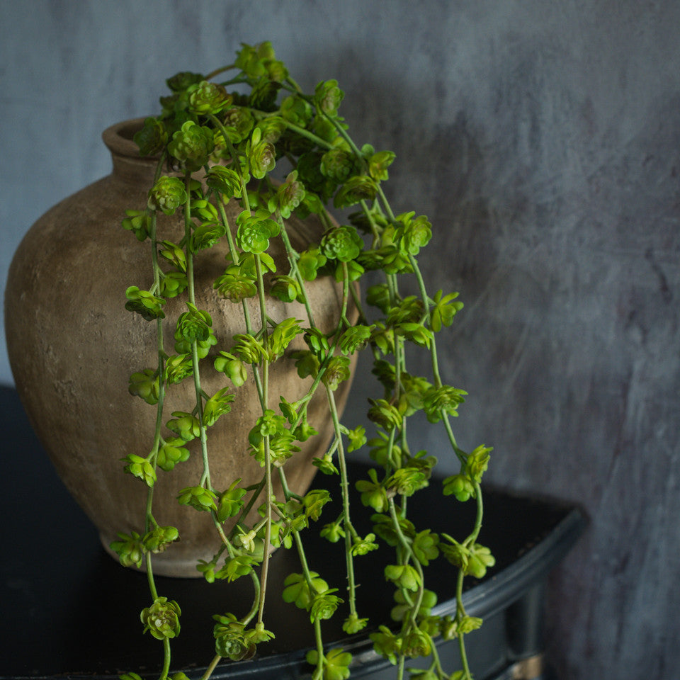 Trailing Succulent Vine