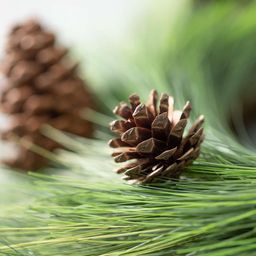 Pine Wreath with Pinecones