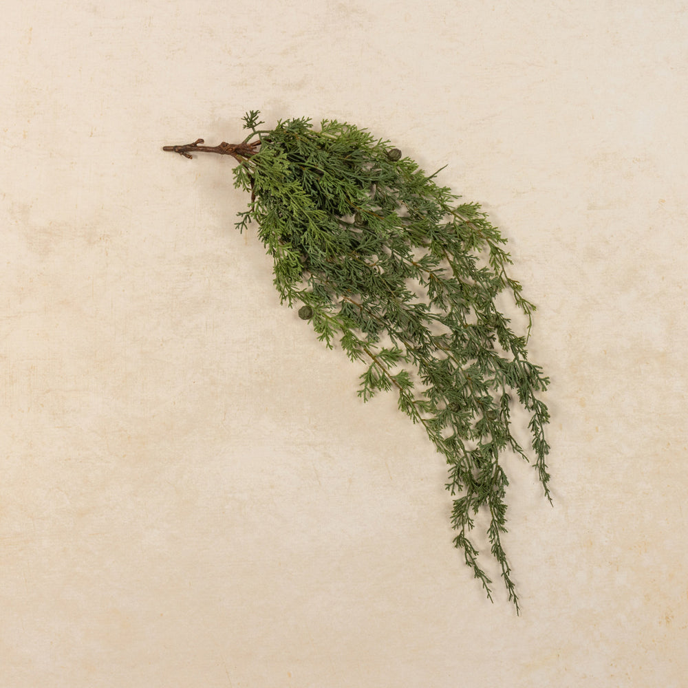 Hanging Weeping Cedar Bush